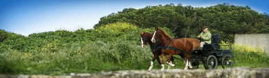 horse-drawn-carriage-web-header