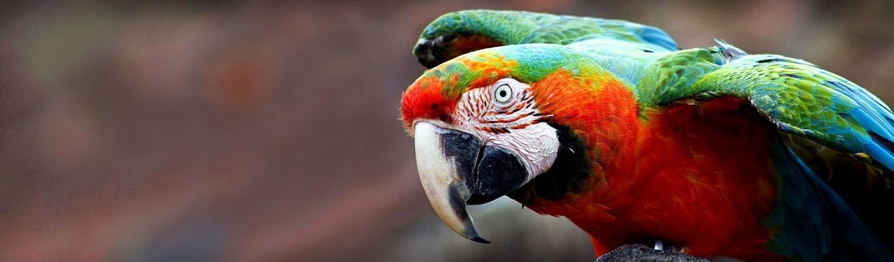 amazing-colorful-camelot-macaw-parrot-header