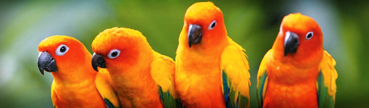 beautiful-conures-love-birds-website-header
