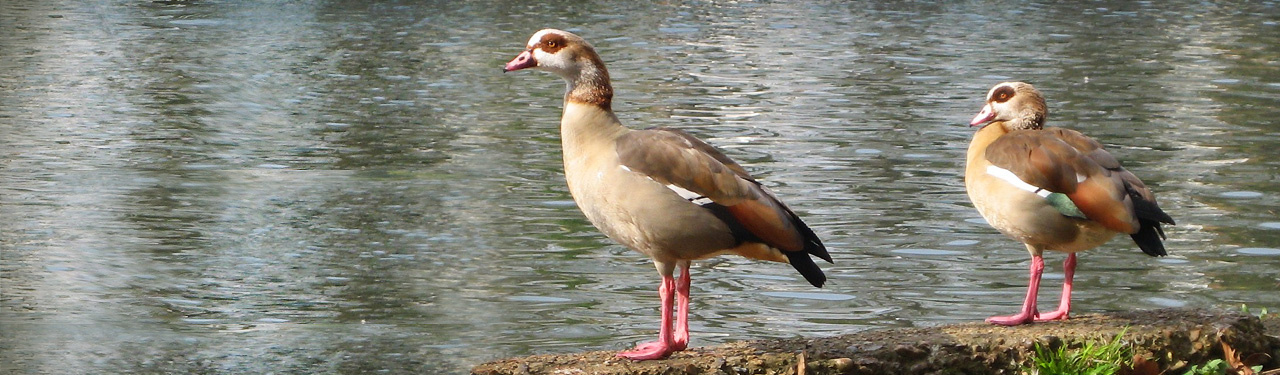 beautiful-egyptian-geese-and-river-website-header