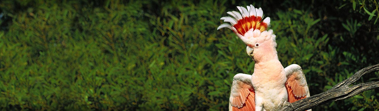 beautiful-queen-cockatoo-bird-web-header