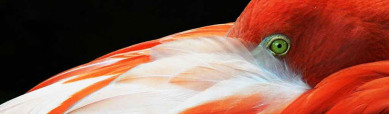 flamingo-bird-hide-head-in-his-feathers-header