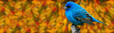 indigo-bunting-bird-website-header