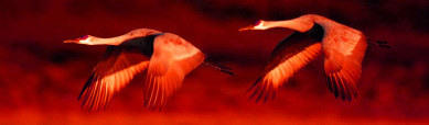 red-sky-flying-sandhill-crane-birds-header