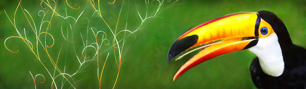 toucan-bird-header