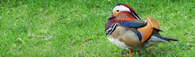 young-mandarin-duck-on-green-grass-header