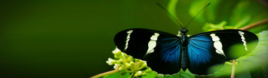 White-Striped Butterfly Header