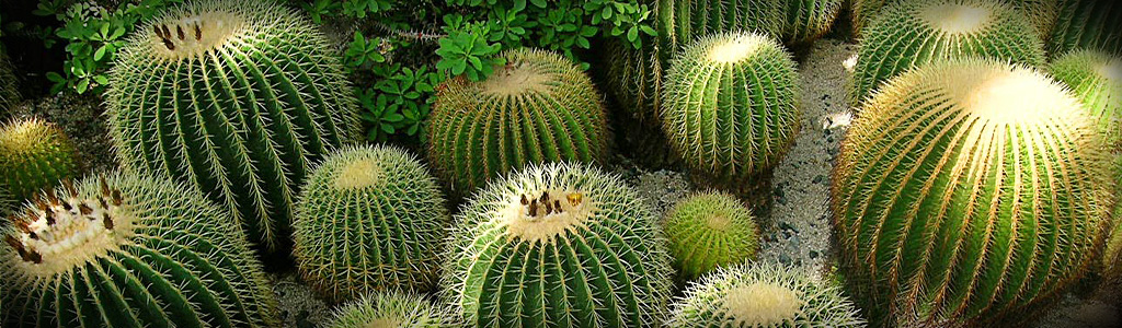 unique-cactus-assortment-header
