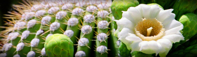 white-flower-cactus-header