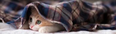 lovely-sleeping-kitten-blog-header