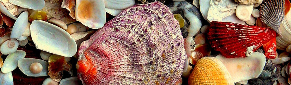 amazing-assortment-of-sea-shells-website-header