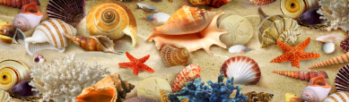 colorful-sea-shells-and-corals-on-the-sand-website-header