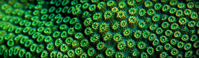green-coral-reef-header