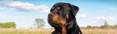 rottweiler-dog-and-nature-website-header