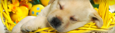 sleepy-labrador-puppy-in-easter-basket-website-header
