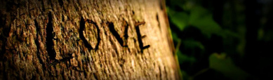 love-in-forest-blog-header