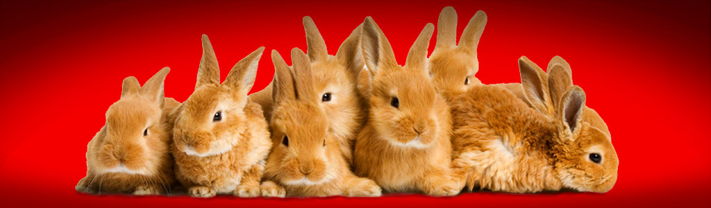 beautiful-bunny-rabbit-website-header