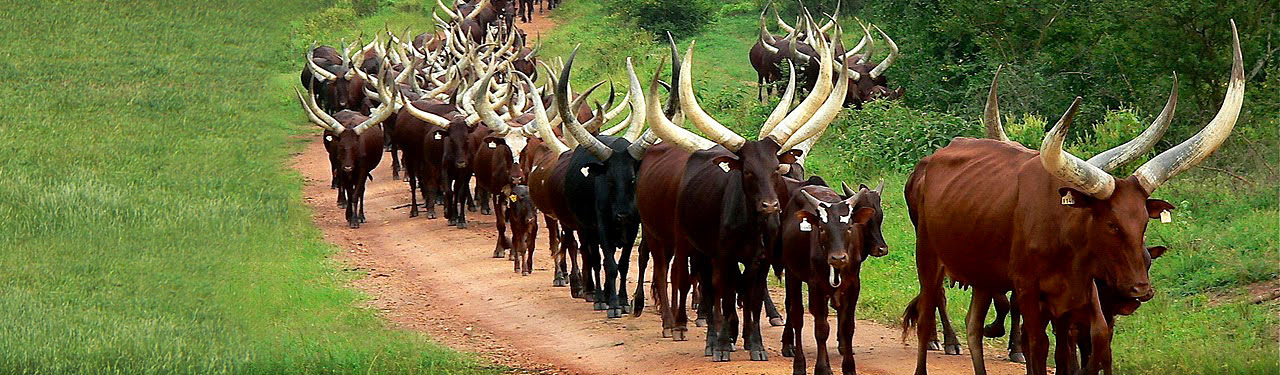 herd-of-ankole-cattle-website-header