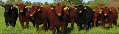 red-black-angus-cattle-web-header