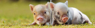 white-tea-cup-pigs-website-header