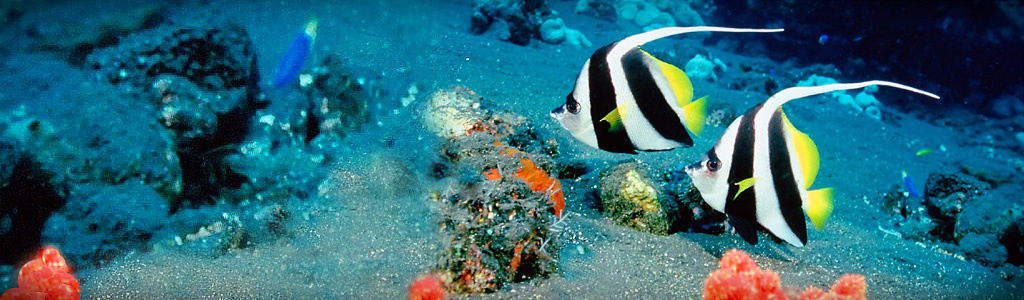 black-striped-fishes-headers
