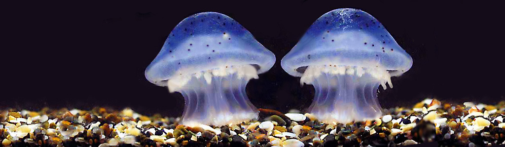 cute-jellyfish-header