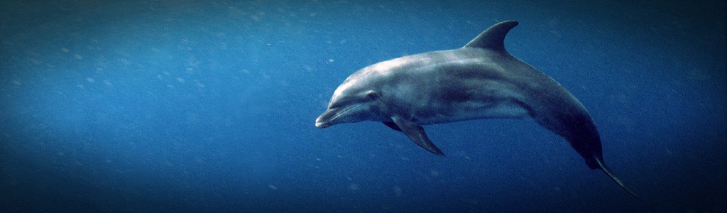dolphin-underwater-header