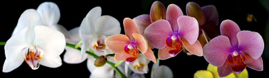 assorted-orchids-flowers-header