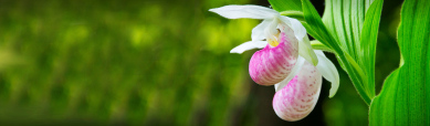 beautiful-pink-ladyslipper-orchid-website-header