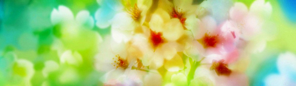 beautiful-summer-flowers-blur-background-header