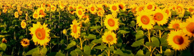 beautiful-sunflower-landscape-website-header