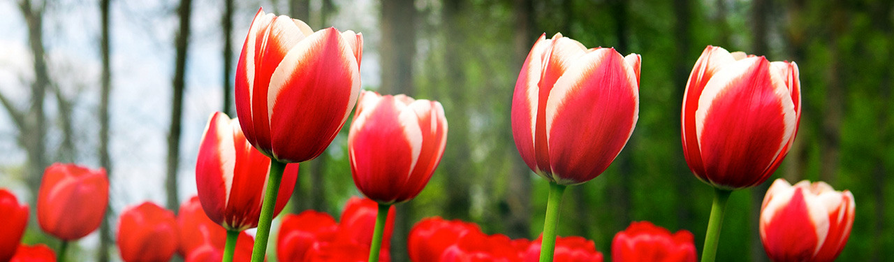 close-up-of-red-with-white-tulips-website-header