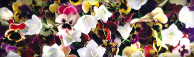 colorful-orchids-flowers-header