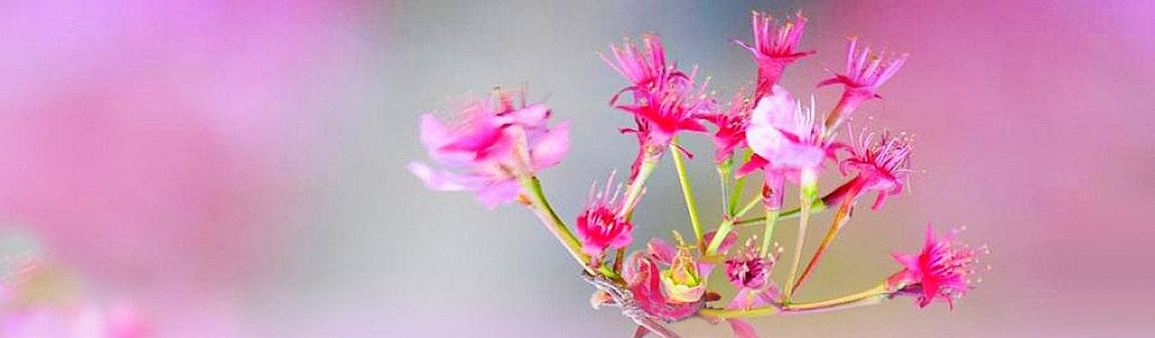 cool-creative-pink-flowers-website-header