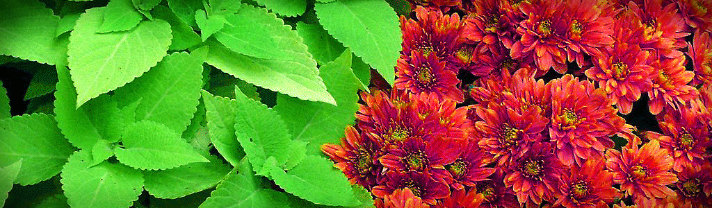 green-leaves-and-red-flowers-header-image