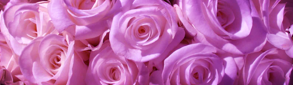 purple-roses-bg-header