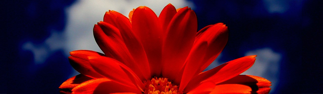 red-flower-close-up-website-header