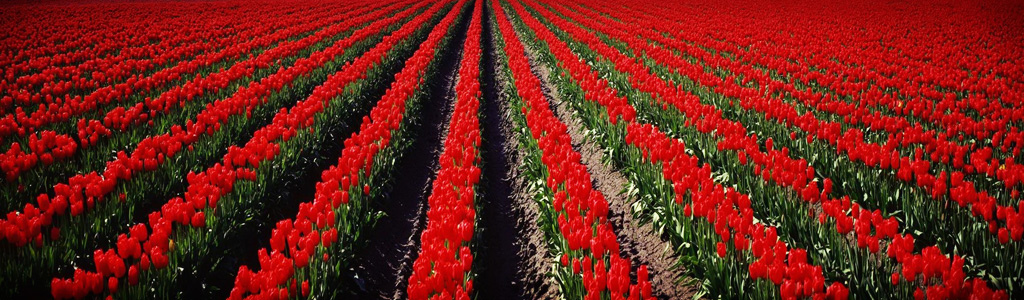 red-flowers-field-header