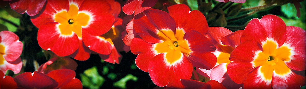 red-orange-flowers-header