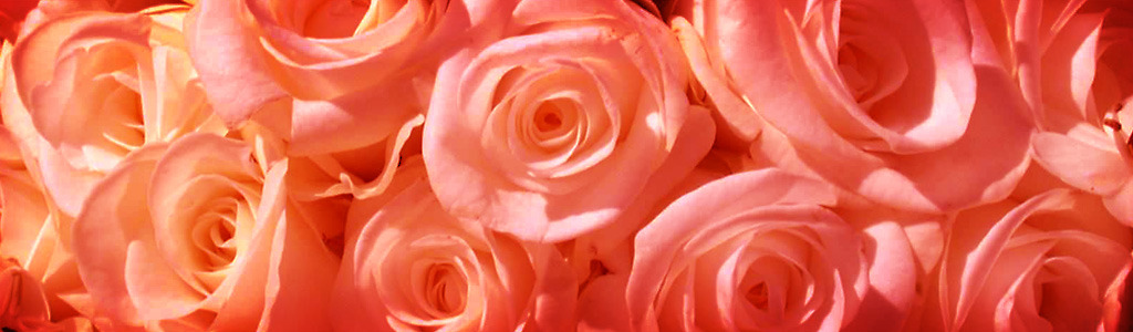 roses-background-header