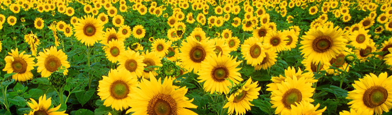 sunflower-landscape-website-header