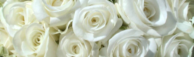 white-roses-bg-header