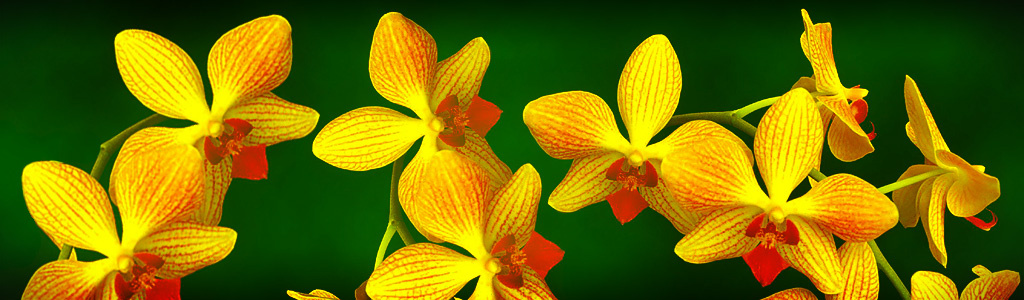 yellow-flowers-header