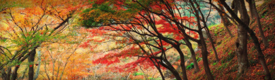 beautiful-autumn-forest-trees-website-header