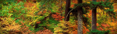 charming-forest-trees-website-header