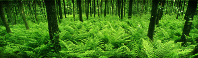 green-forests-wp-header
