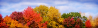 wonderful-colors-autumn-forest-trees-web-header