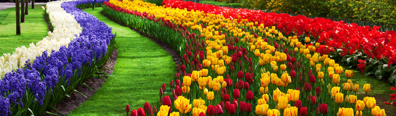 flowers-garden-corrugated-color-stripes-website-header