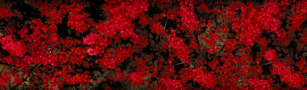 wonderful-red-flowers-girly-background-header