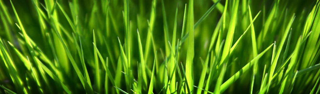 Fresh Grass Background Header